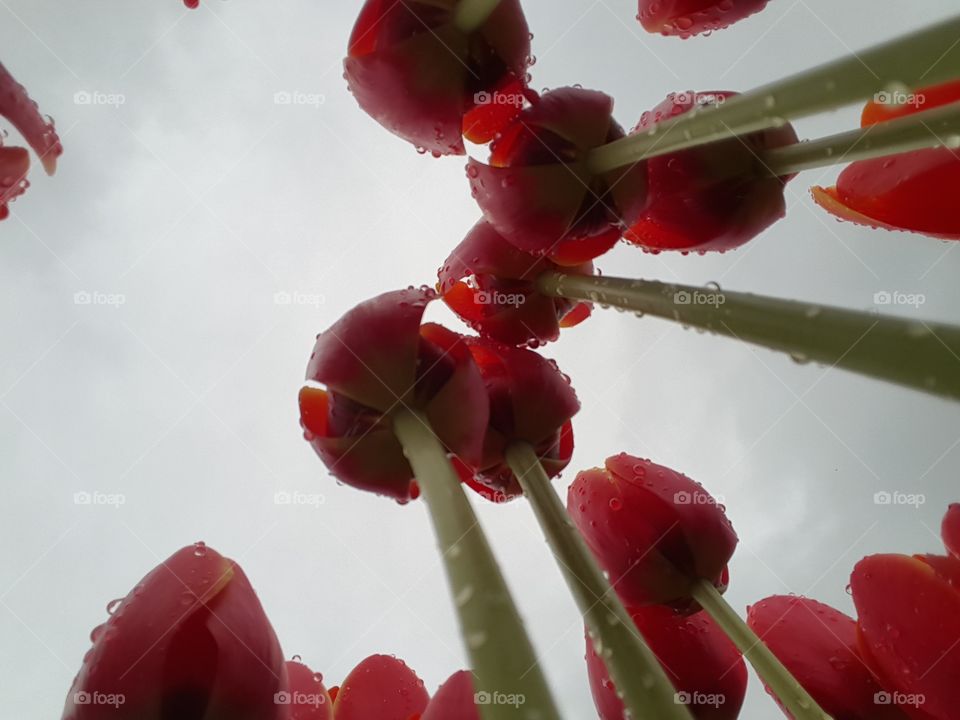 Wet tulips