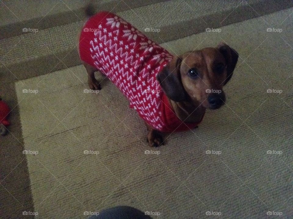 Cute dog ugly sweater