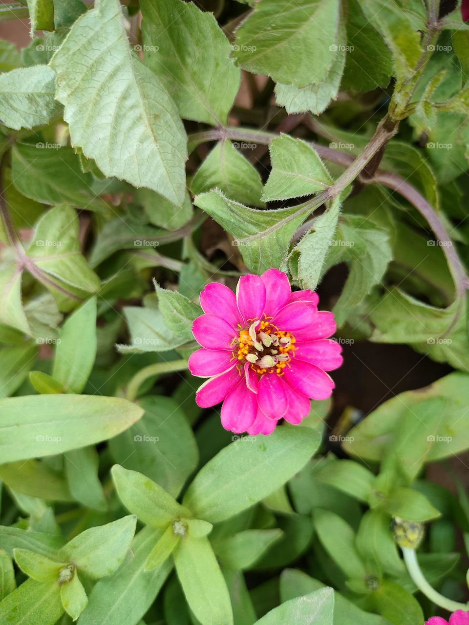 beautiful flowers in garden