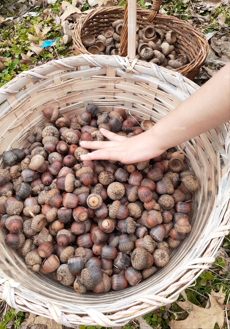 Basket of Acorns