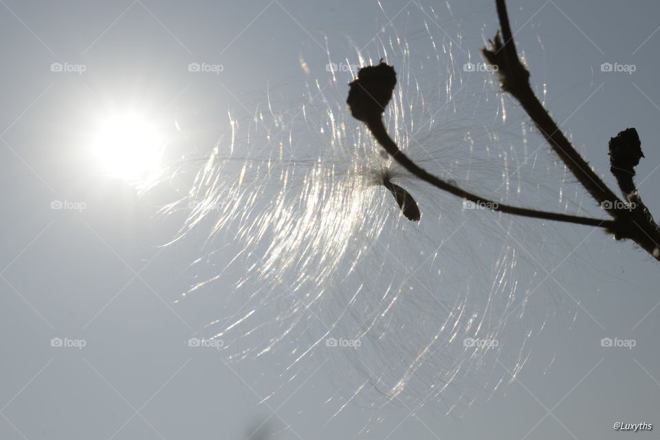milk weed seed