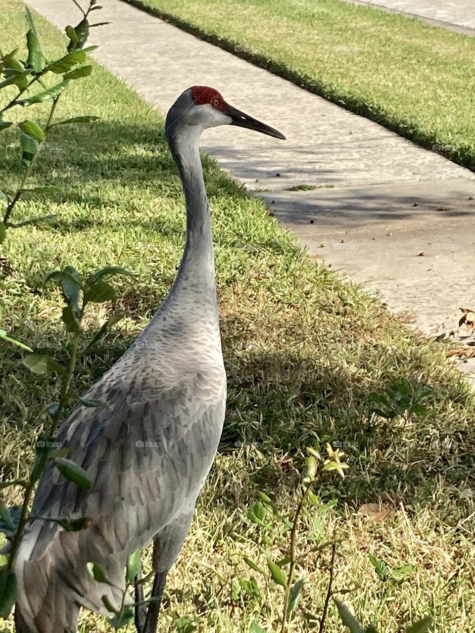 Sandhill crane