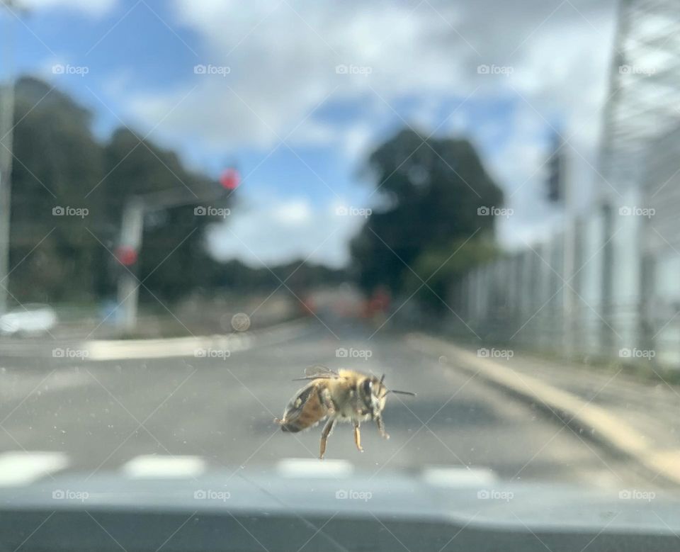 A bee walking on car window while driving 