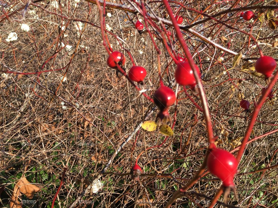 Red and beautiful