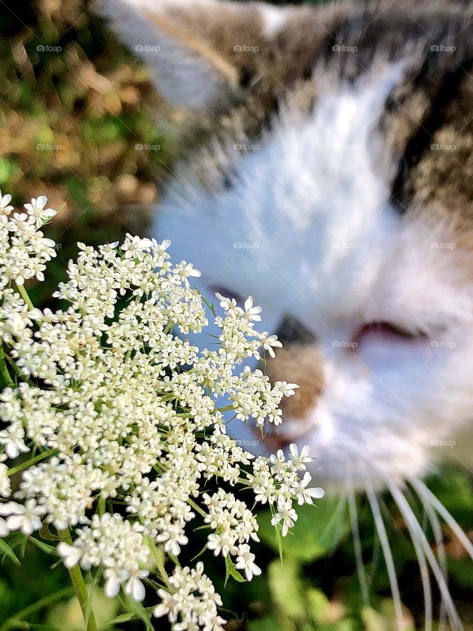 Cat Smelling Flower
