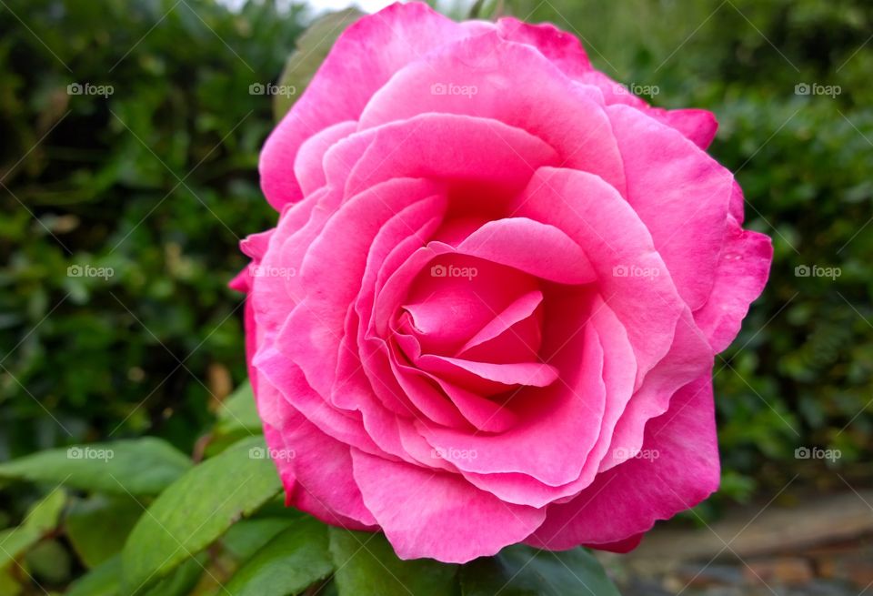 Closeup of a pink flower