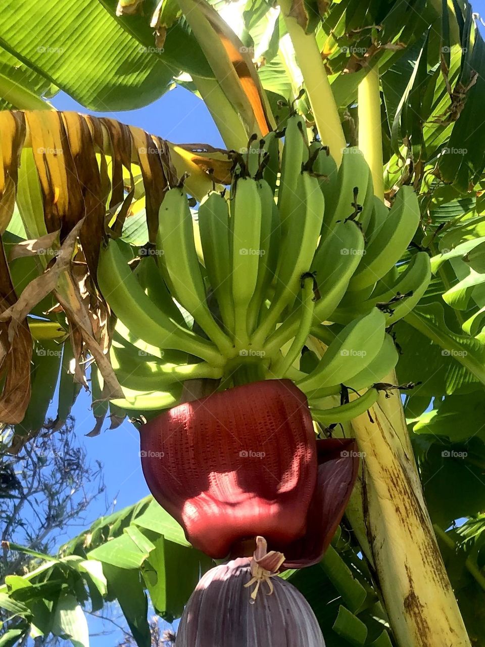 Veggie vs fruit mission. Not ripe yet! Banana tree in our neighbors yard down at the bay house 🍌