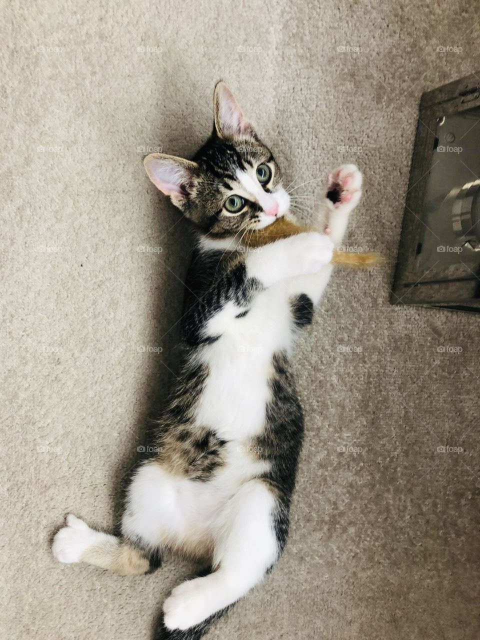 Cute kitty playing with her toy mouse 