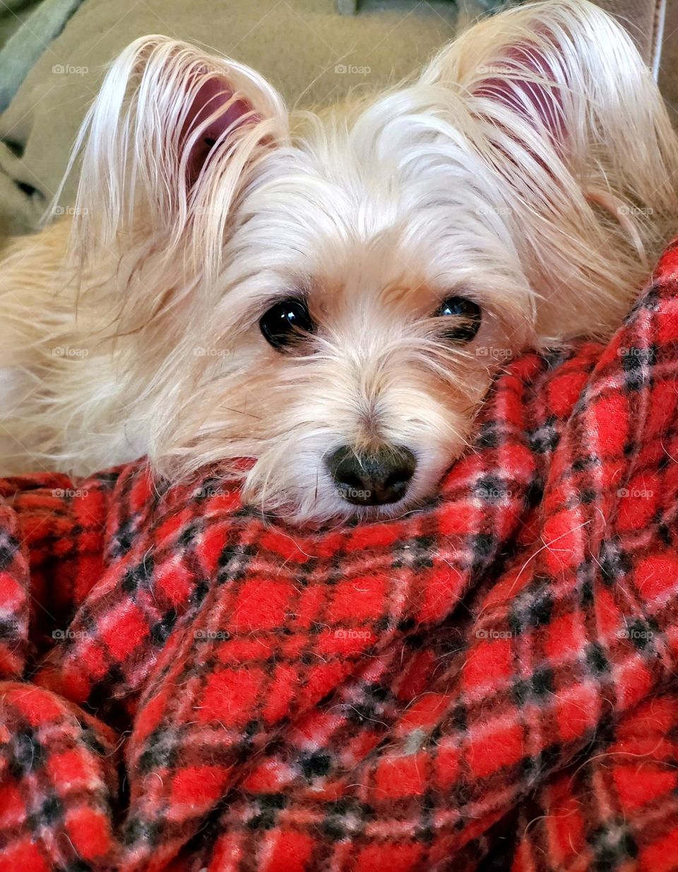 Cute Terrier Mutt Looking at Camera