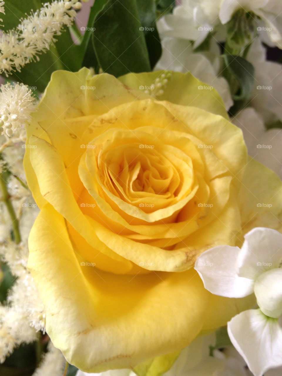 sweden yellow ros roses by casperlo