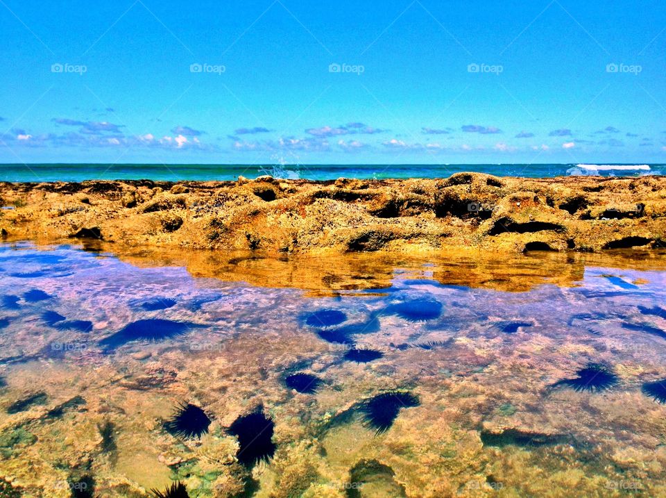 Urchin wall. . An urchin and dangerous wall at the sea of Brazil. 