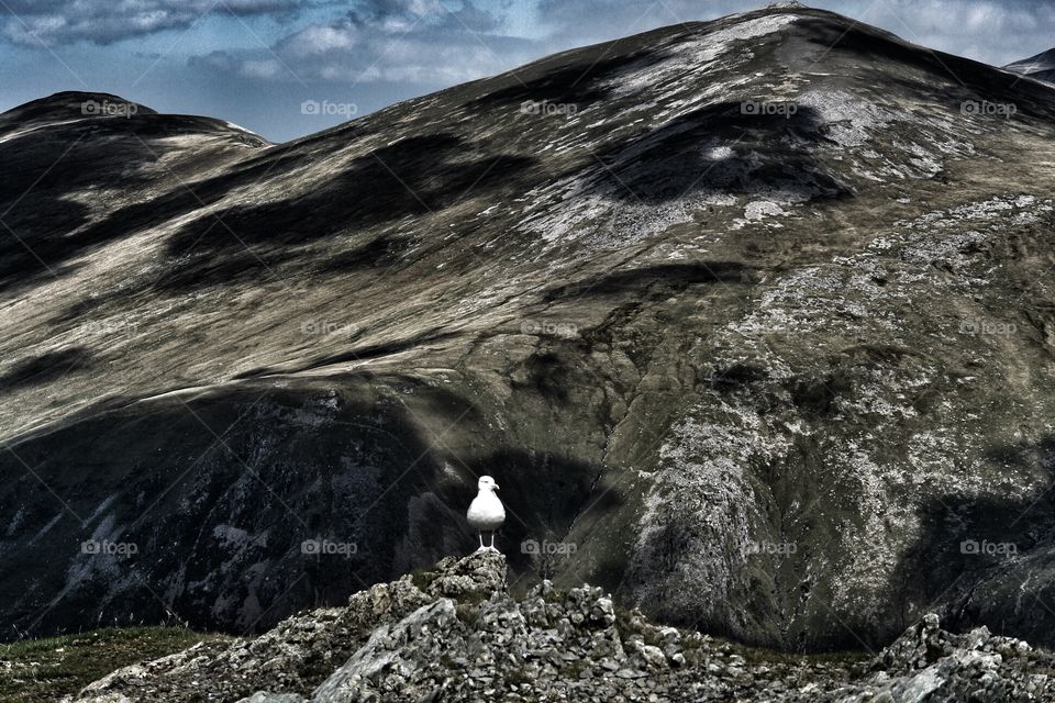 King of the castle - Sea Gull in Snowdonia, Wales  . King of the castle - Sea Gull in Snowdonia, Wales  