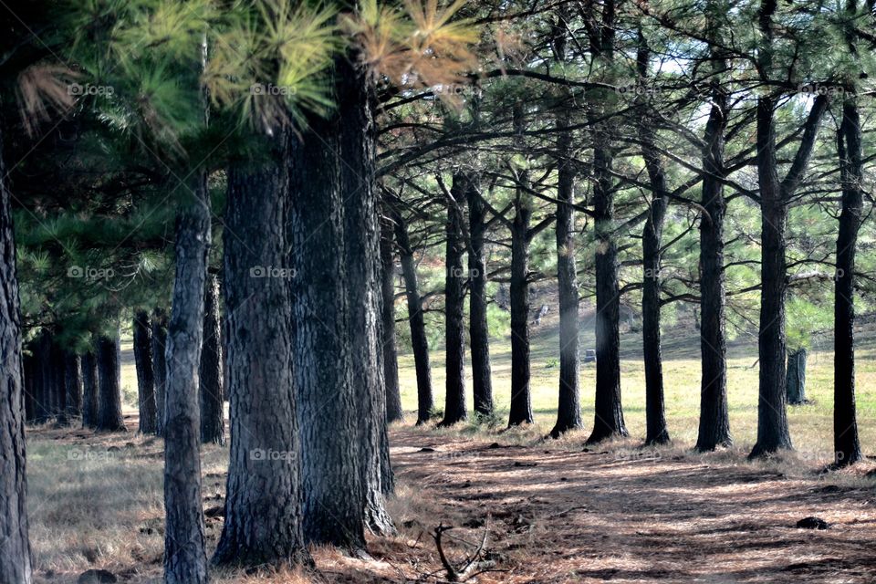 Dirt road with treelined