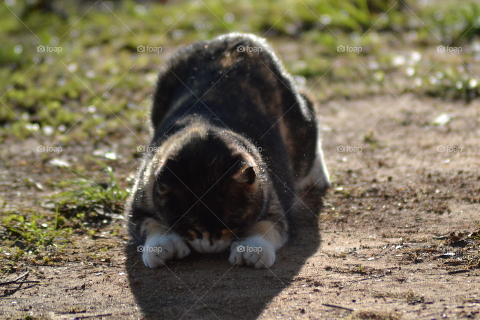Calico cat praying