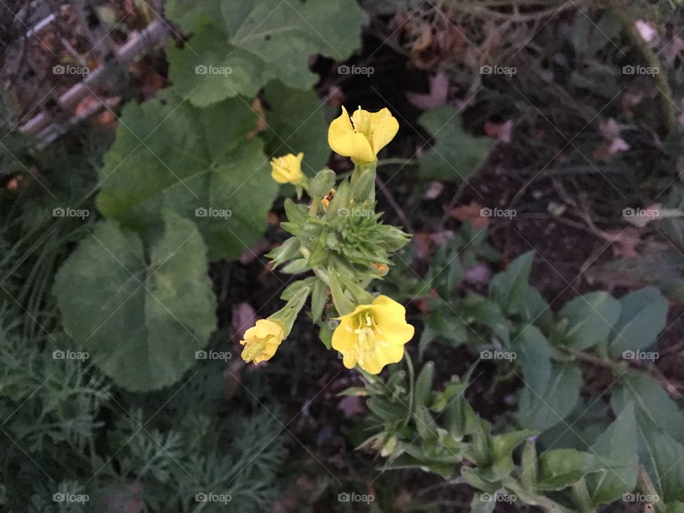 Yellow dainty flower