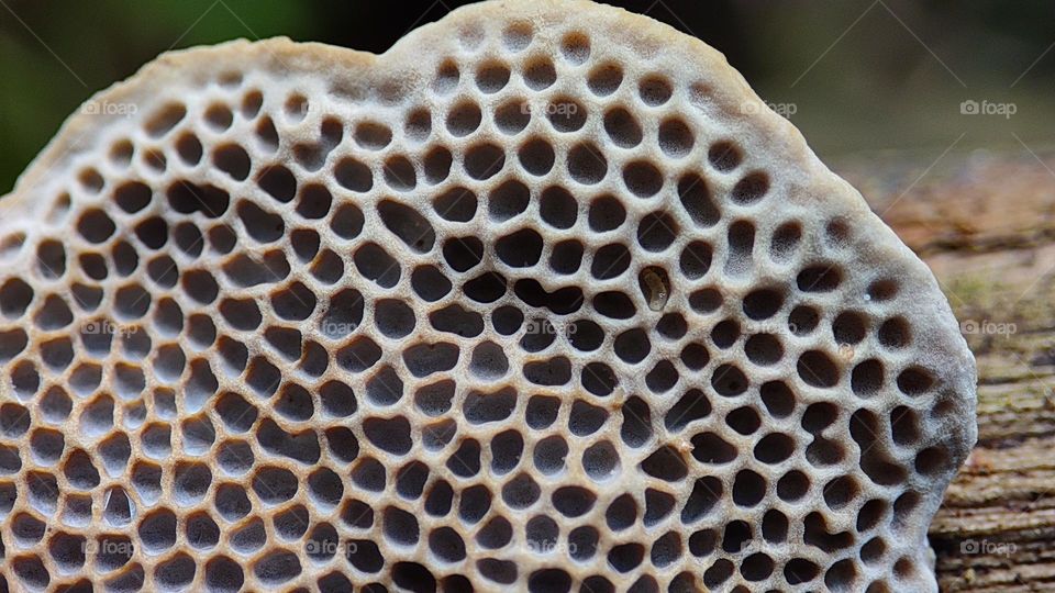 strange and fearful patterns in an unknown fungi from a forest