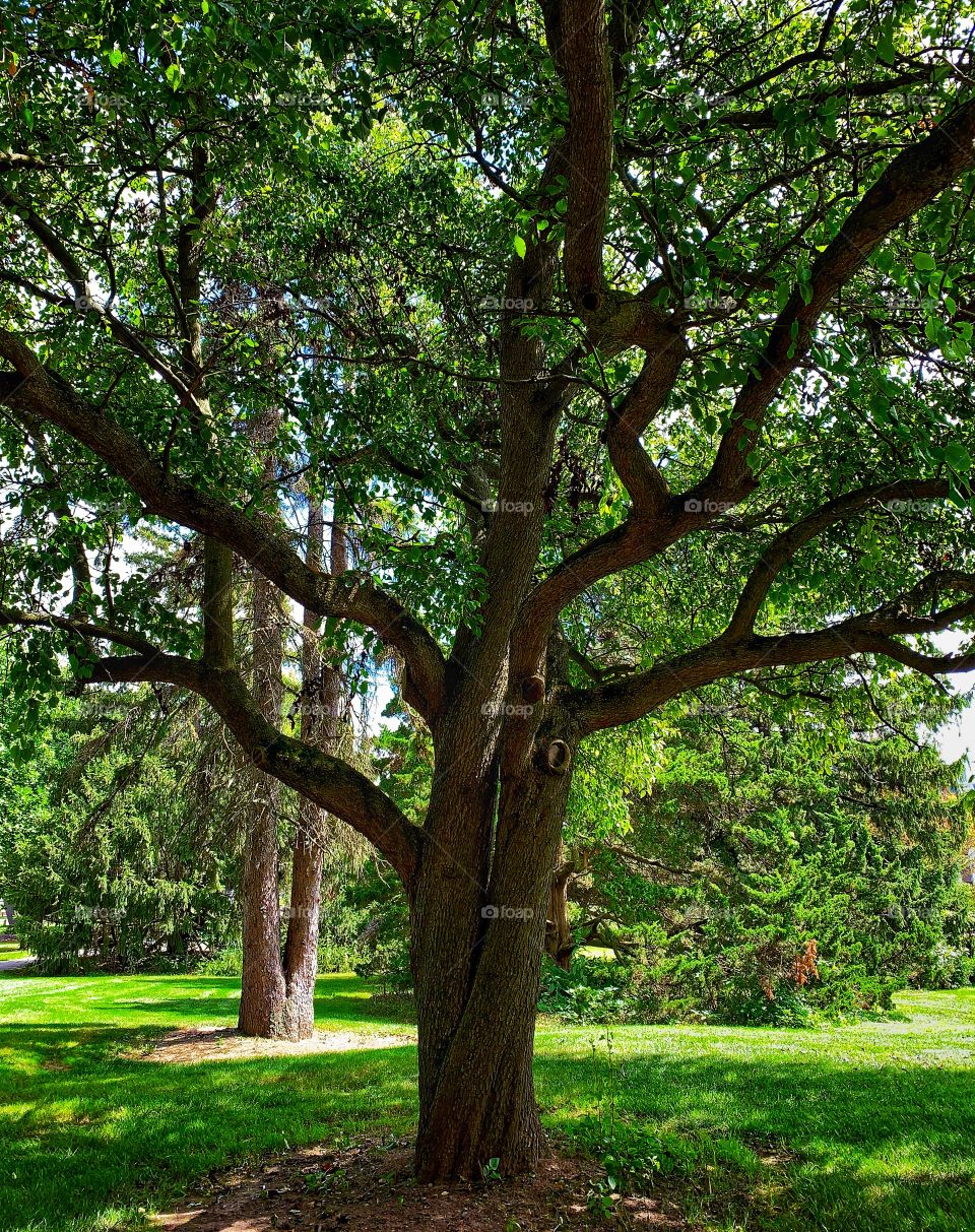 Beautiful tree—taken in Valparaiso, Indiana 