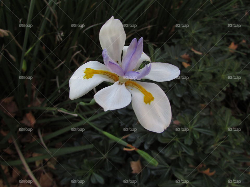 colorful flower. by MarkSarden in Fairfield California