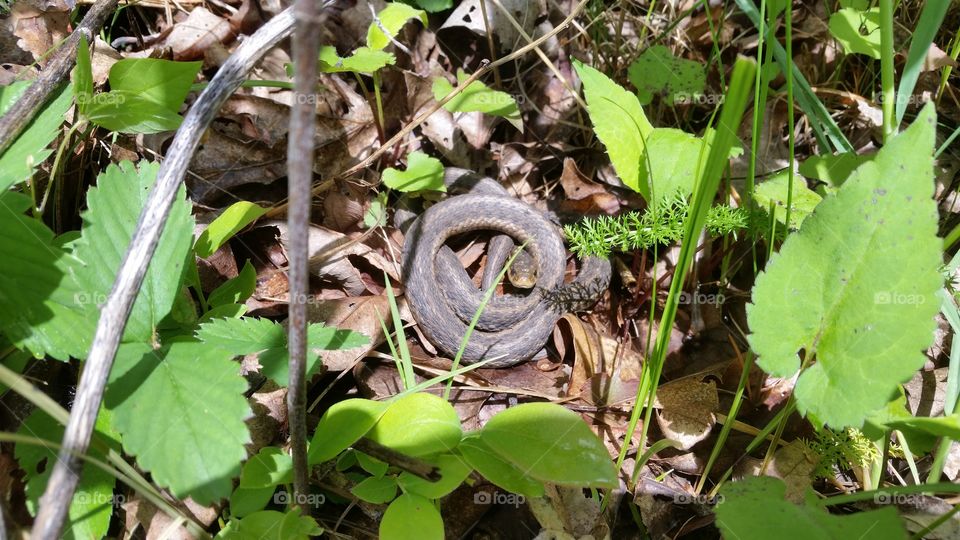 garter snake