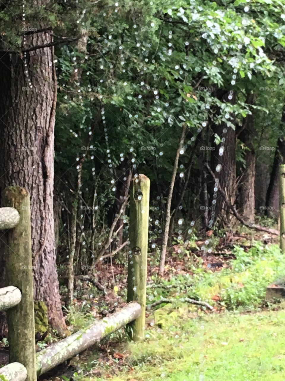 Can you see it? Spider web with drops of rain trickling down the lines with no spider.