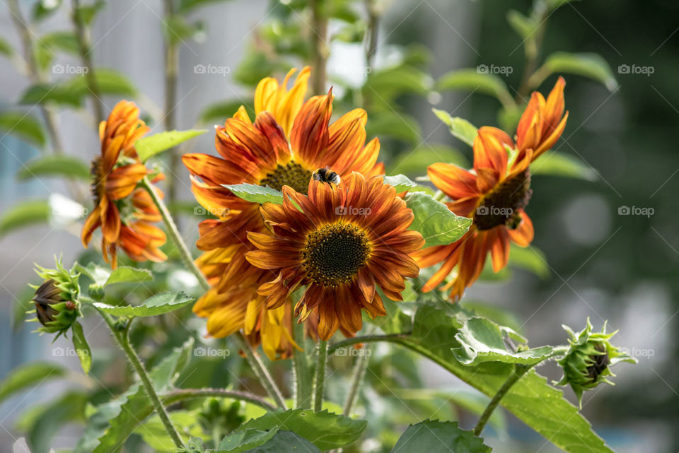 sunflowers bees and bumblebees