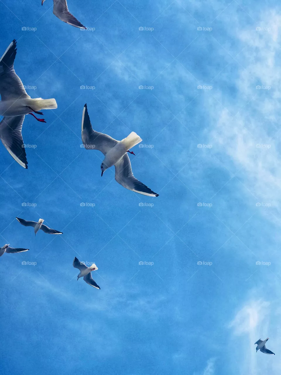 birds