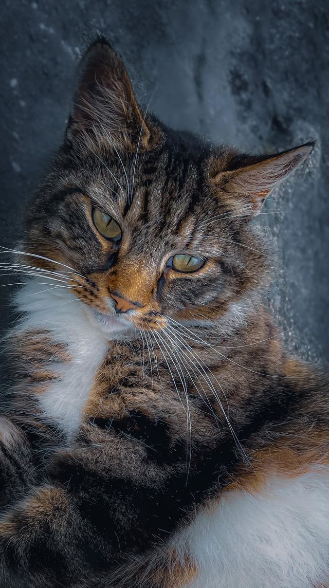 Close Up Cat