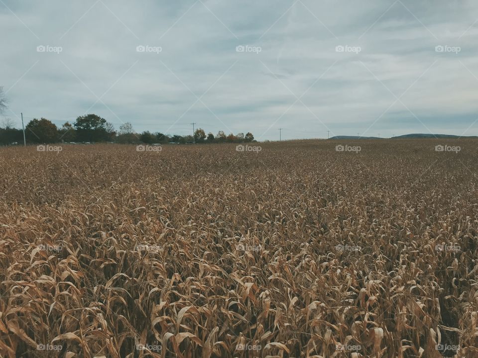 Corn maze