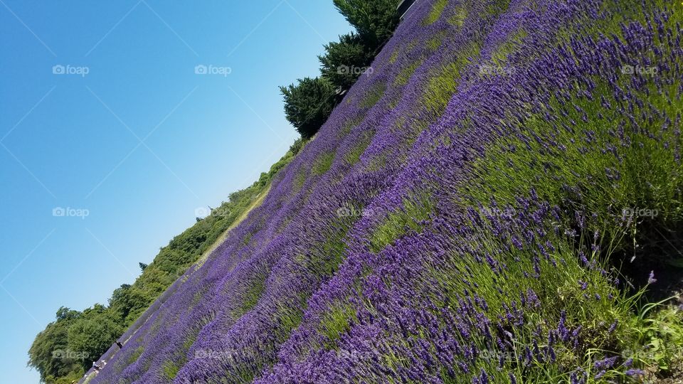 lavendar field