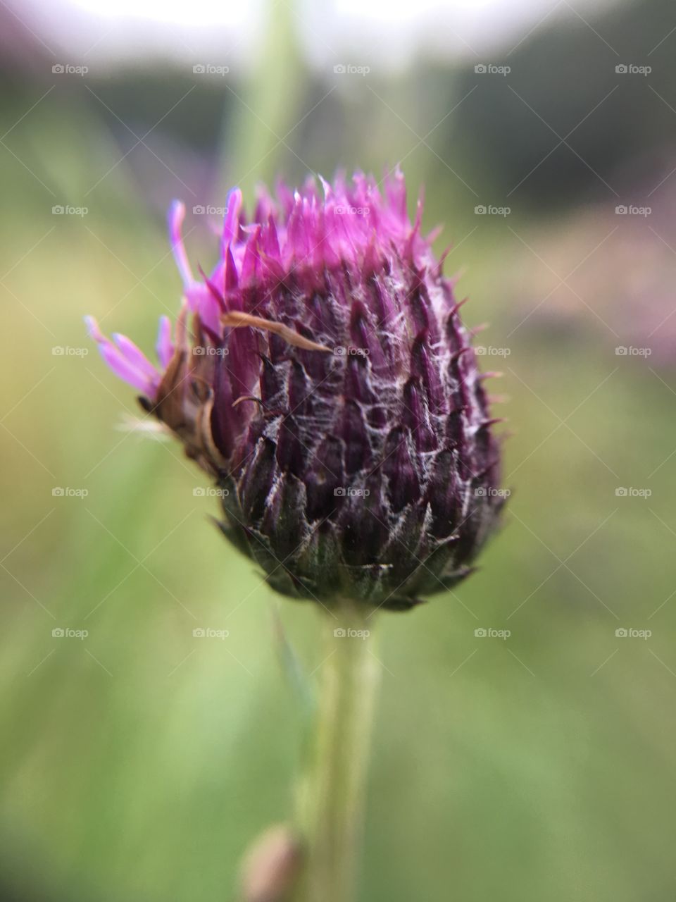 Thistle 