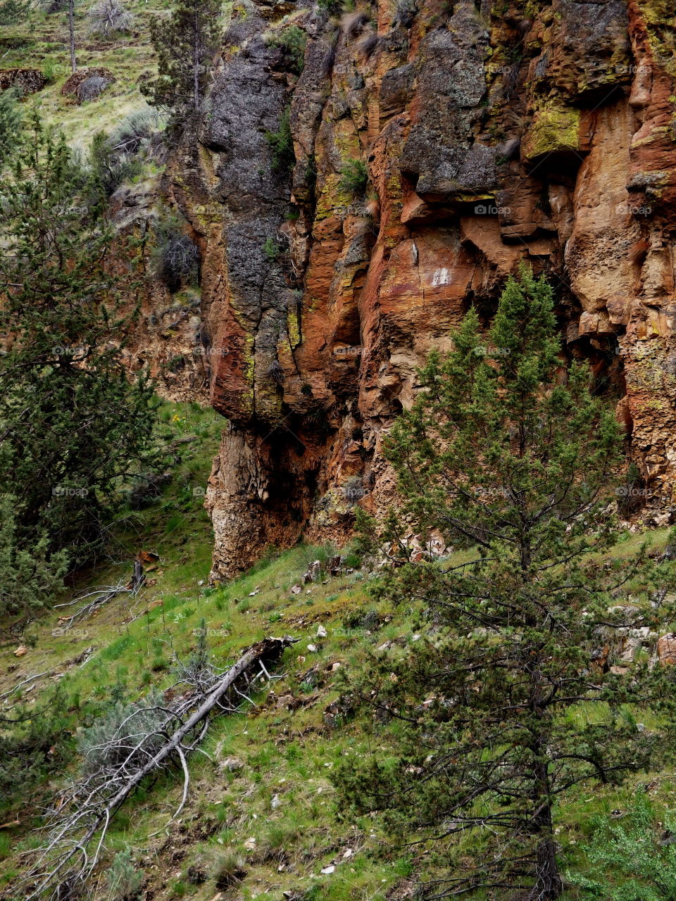 Canyons hills, and cliffs covered in trees and fresh green sagebrush on a sunny spring morning in Eastern Oregon. 