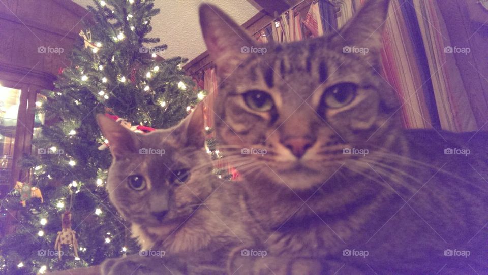 two cat Christmas