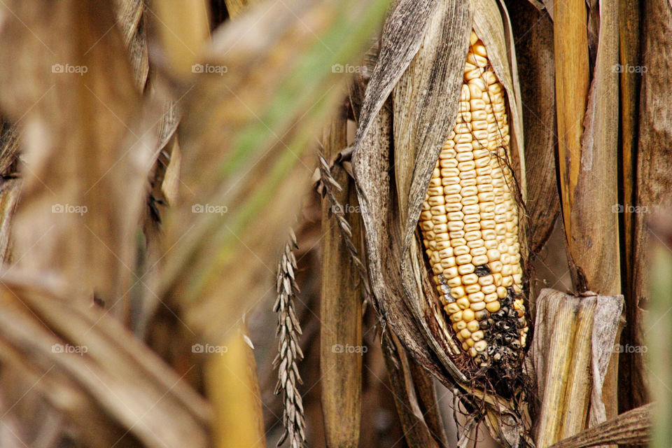 Yellow corn being harvest