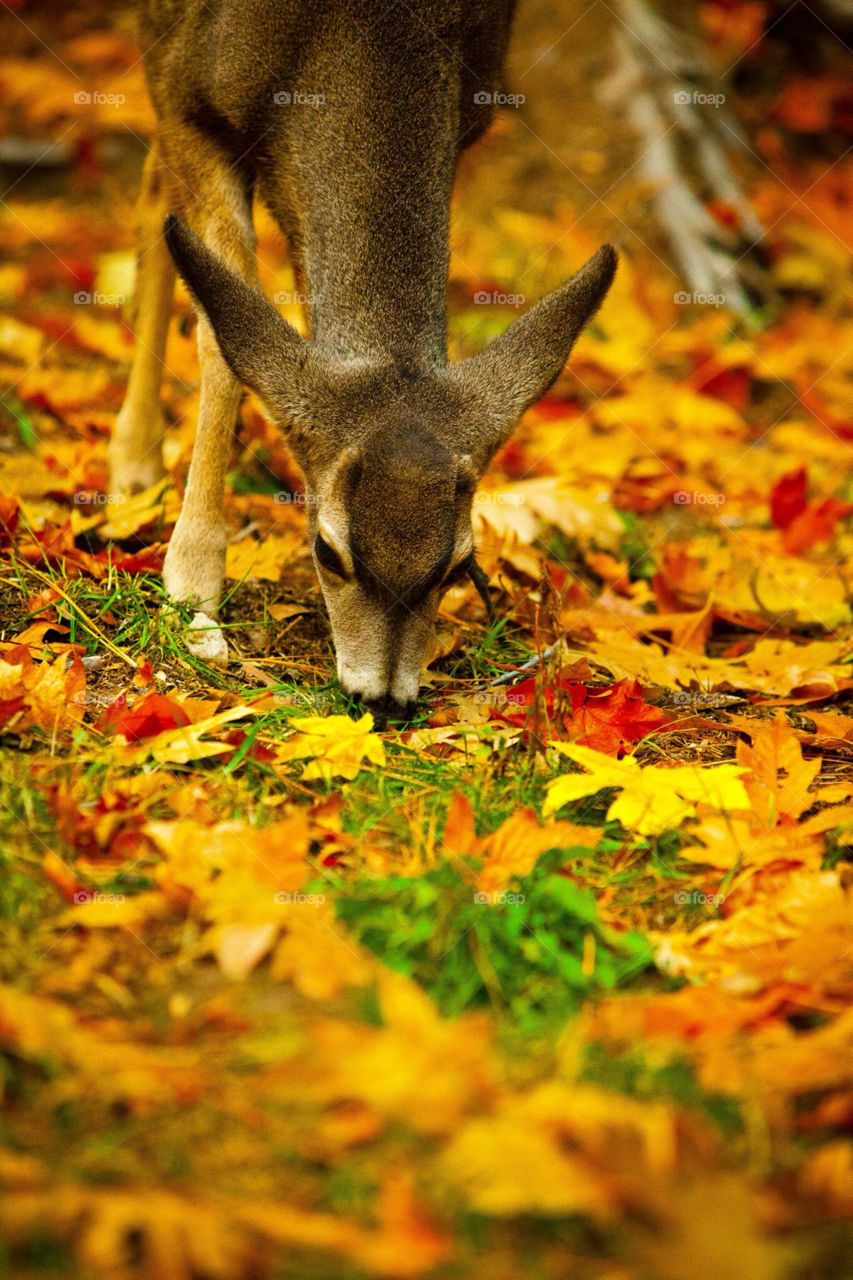 green yellow nature hunting by Sheldonsteere