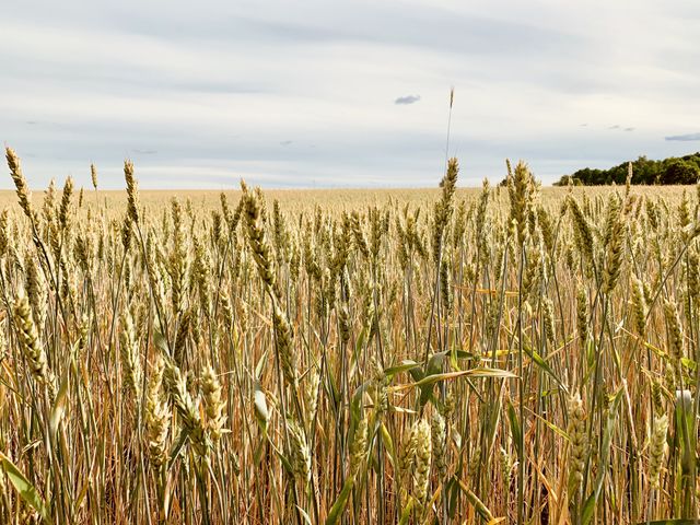 ripe rye ears