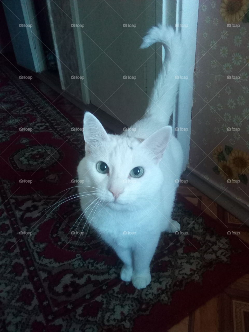 white cat