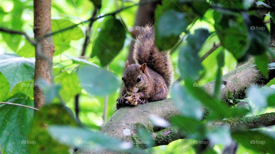 a Brazilian squirrel having lunch