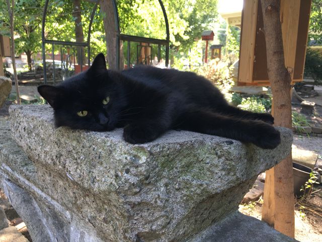 Cats