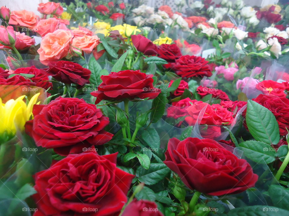 rose for you. beautiful fresh rose in full bloom at hongkongs flower market