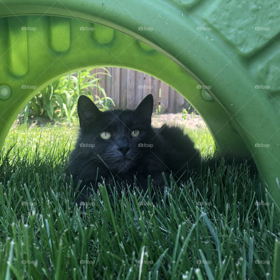Gray cat in the shady grass