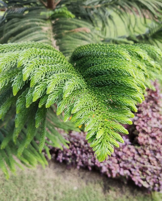 Light on green