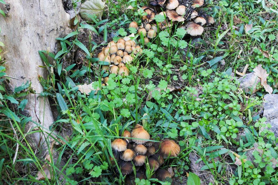 Autumn mushrooms in the forest