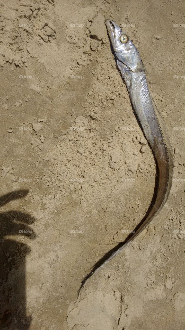 peixe imbuia na eira da praia brasil