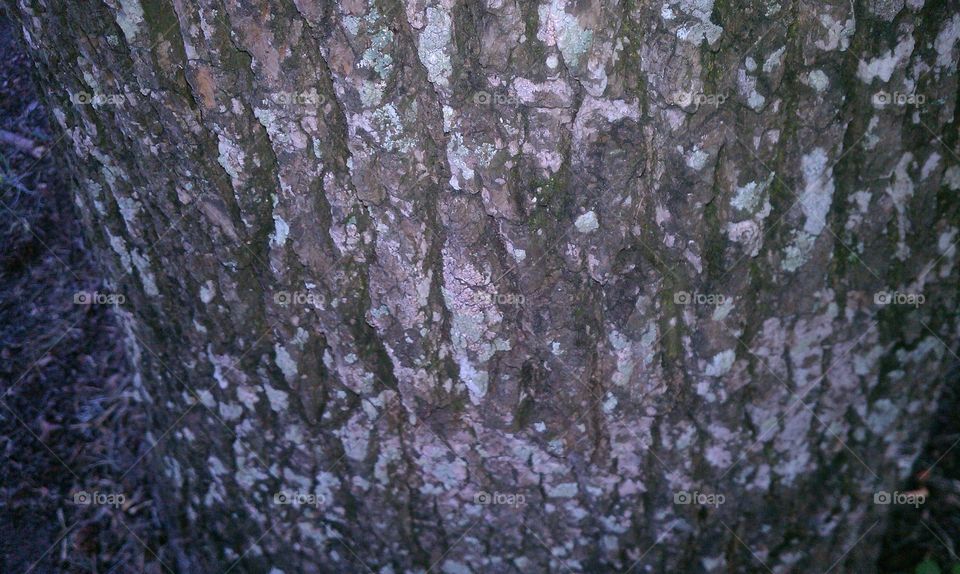 Lichen on Tree trunk - Wilmington NC