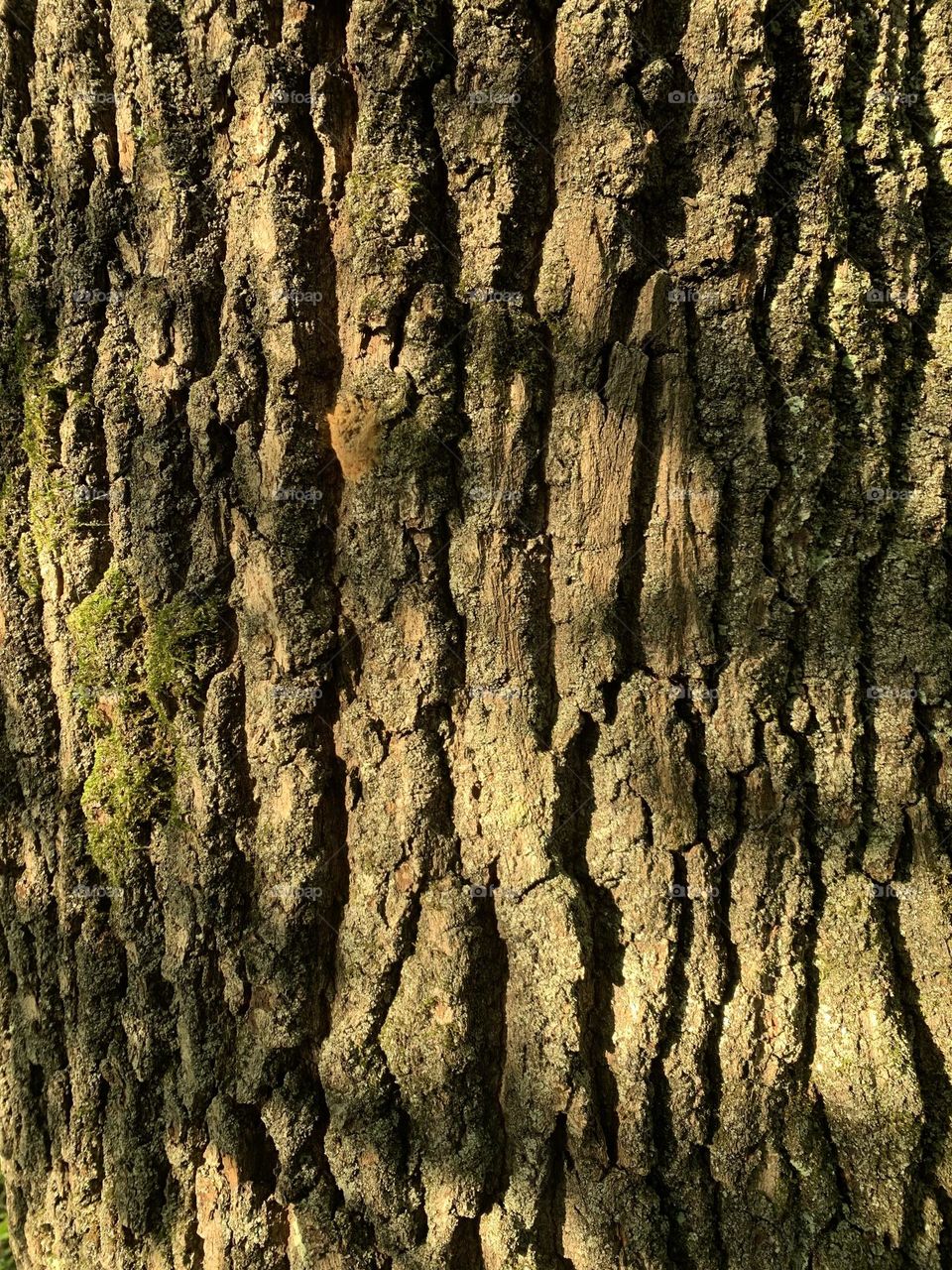 detail of the bark of a large oak