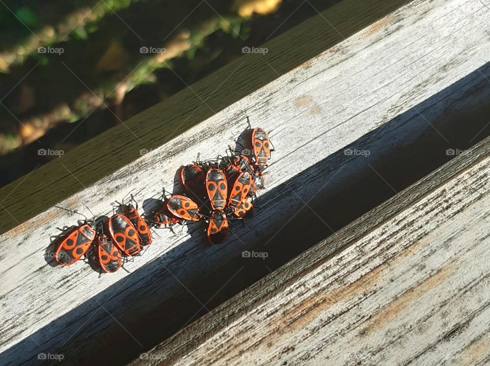 little Beatles enjoying hot weather