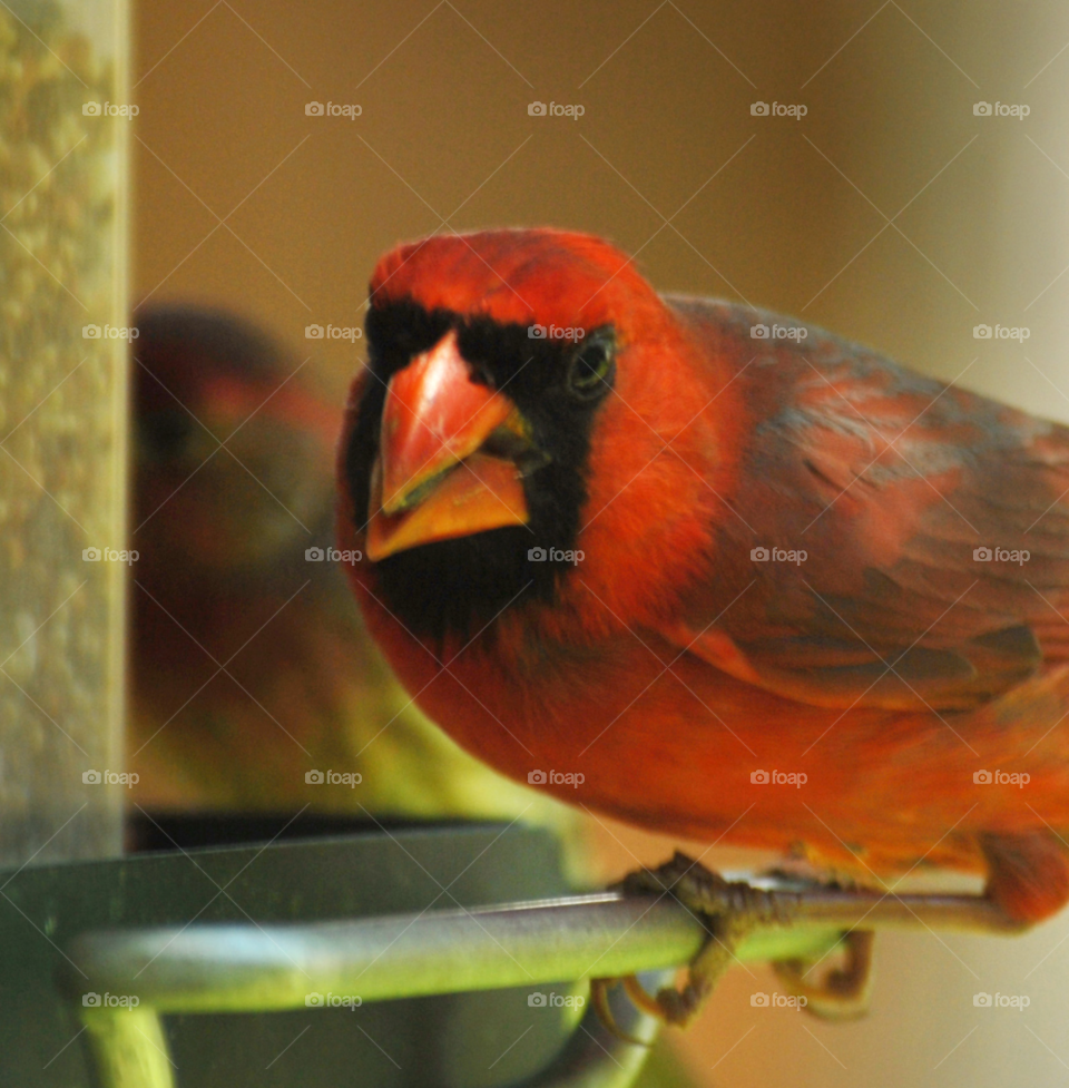 red bird eating seed by lightanddrawing