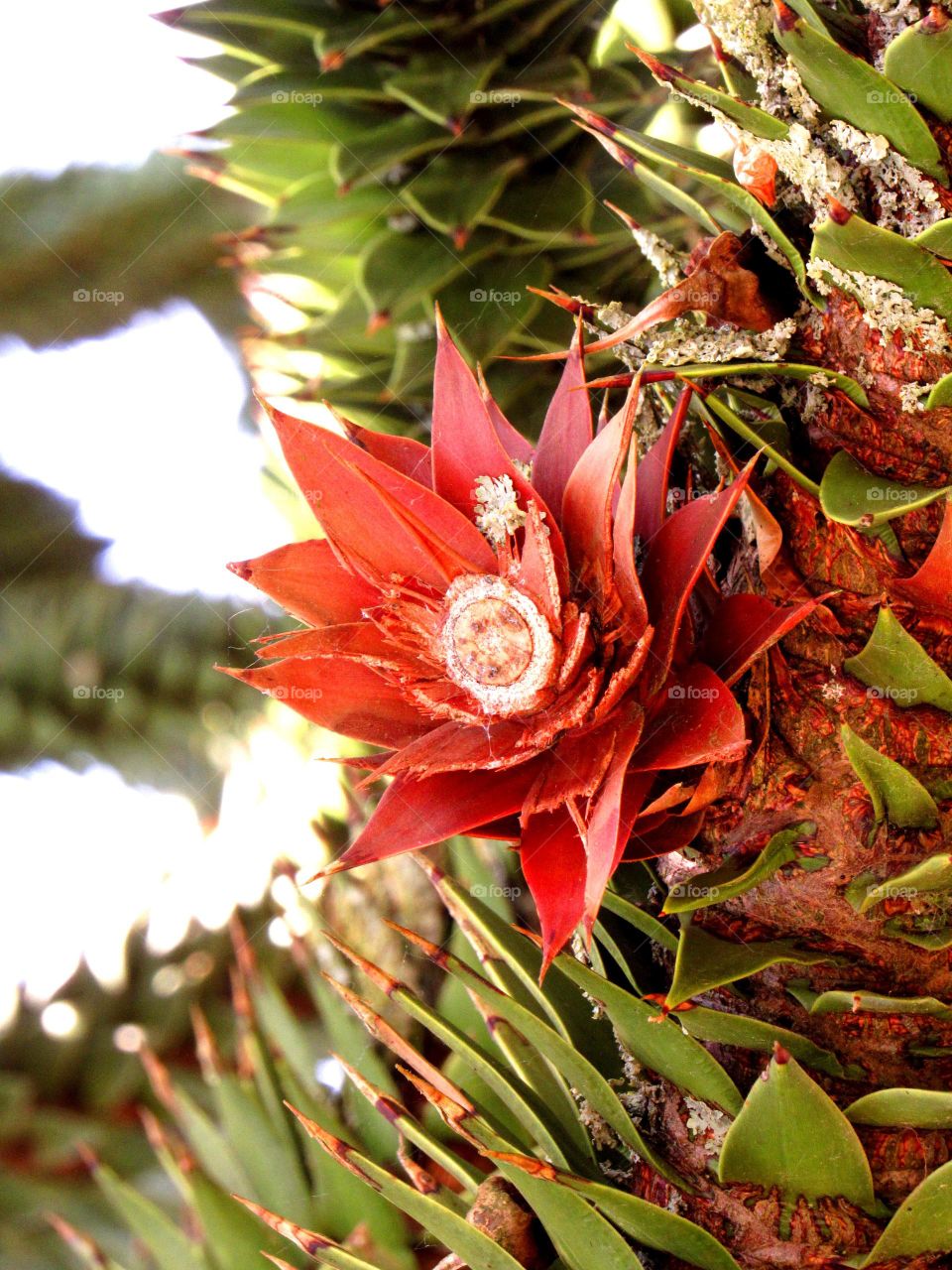 Araucaria araucana