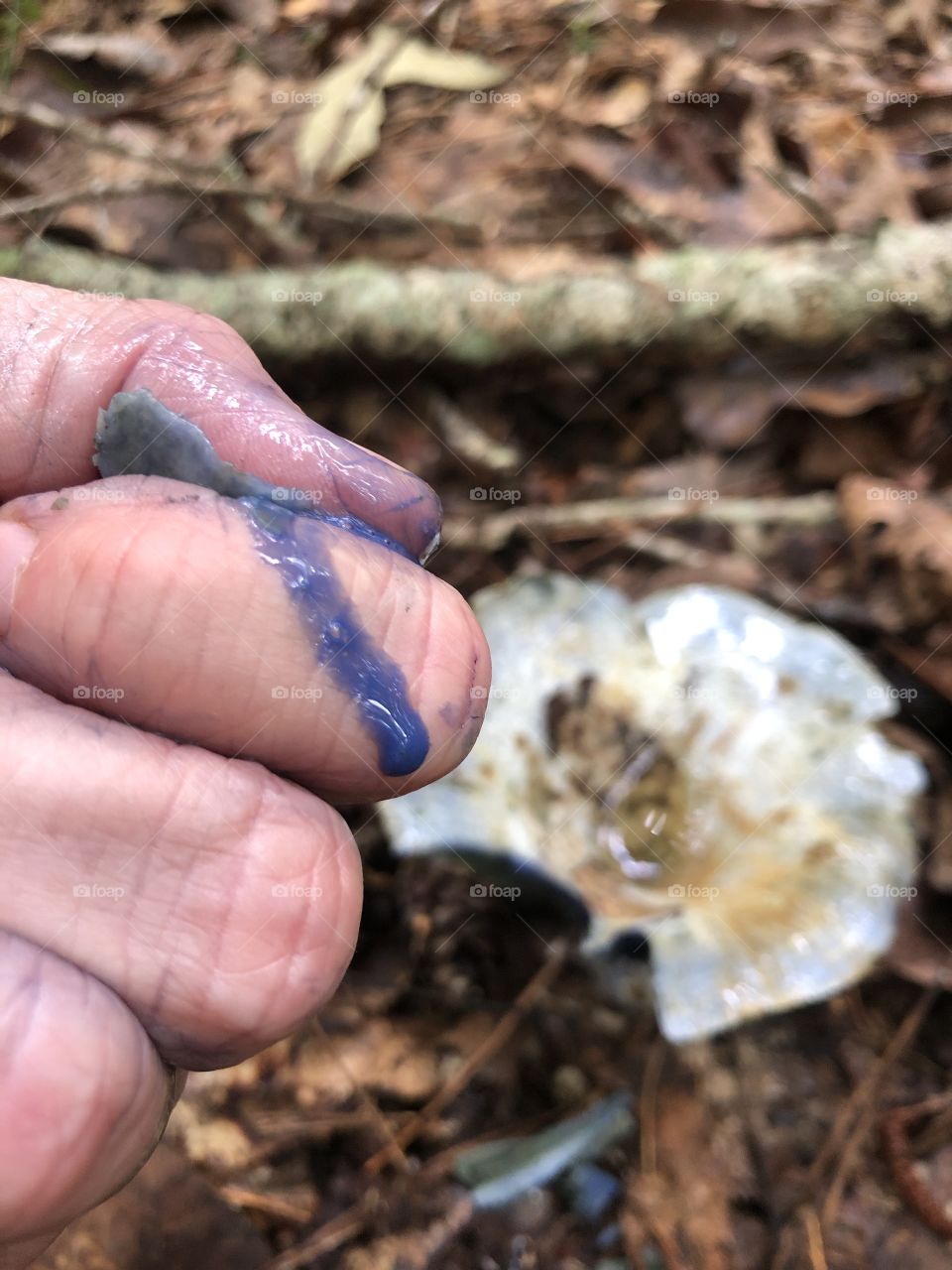 Sap from wild blue mushroom 