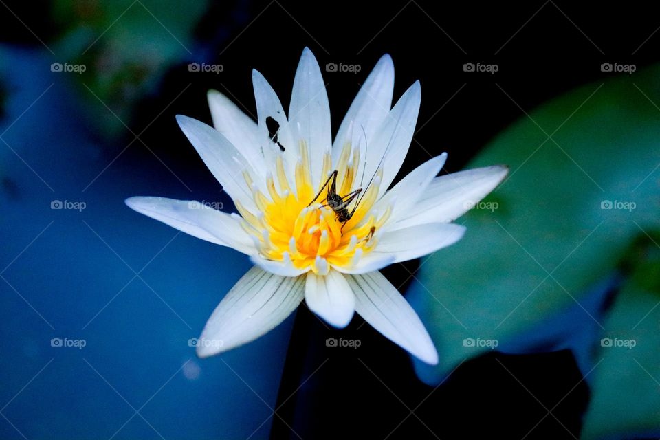 Close up view of a beautiful waterlily and an insect searching for food